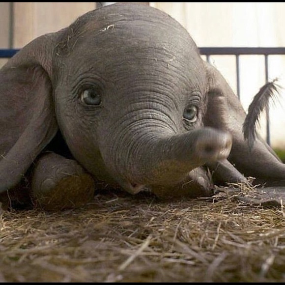 Meet your Posher, Milla - Picture 1 of 1